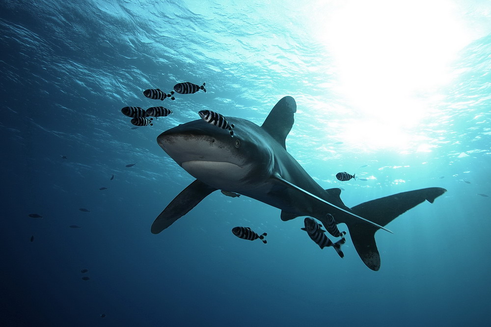 001-Carharinus-Longimanus-Small-Brother-Is.JPG