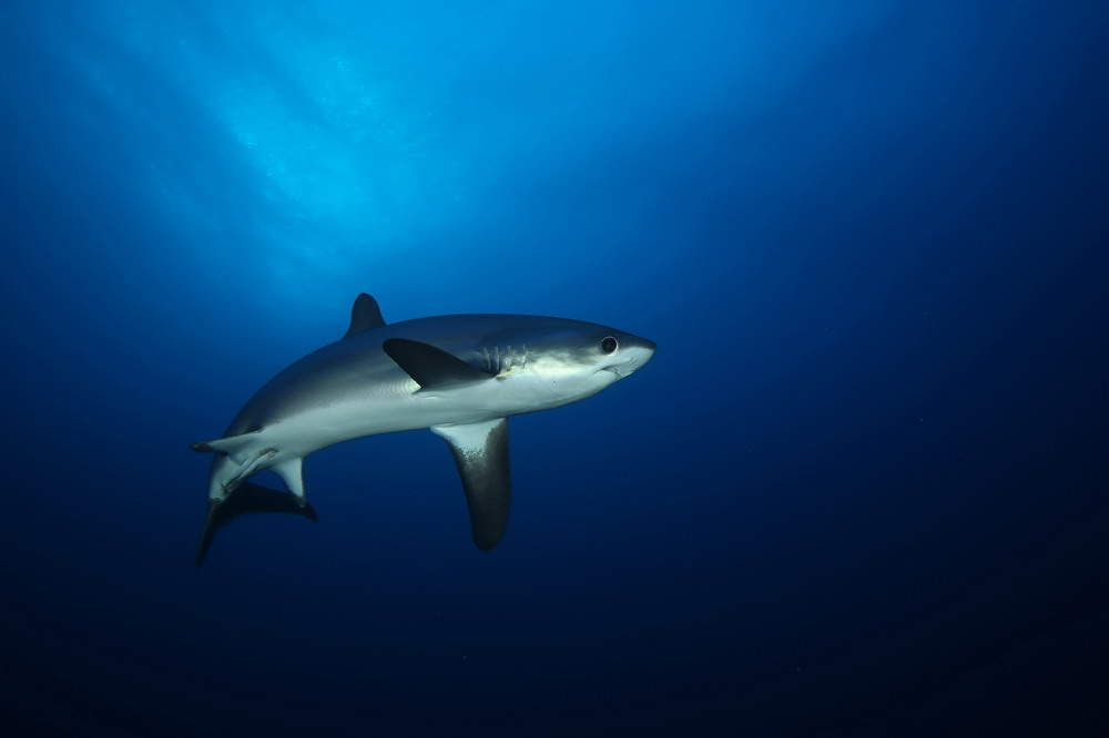 002-Thresher_-Shark-Big-Brother-Is.JPG