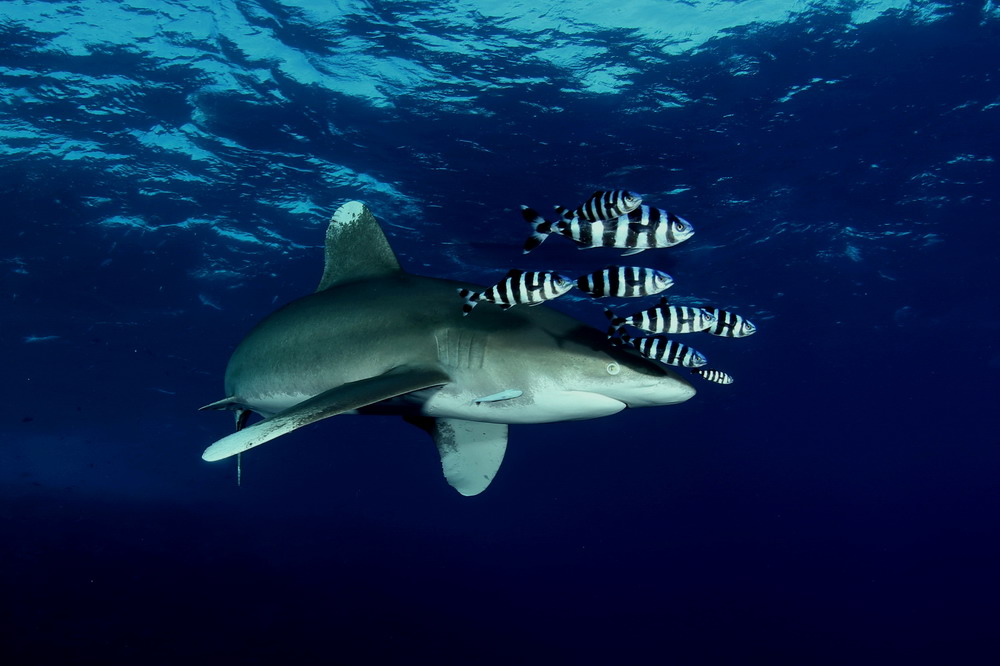 006-Carharinus-Longimanus.jpg