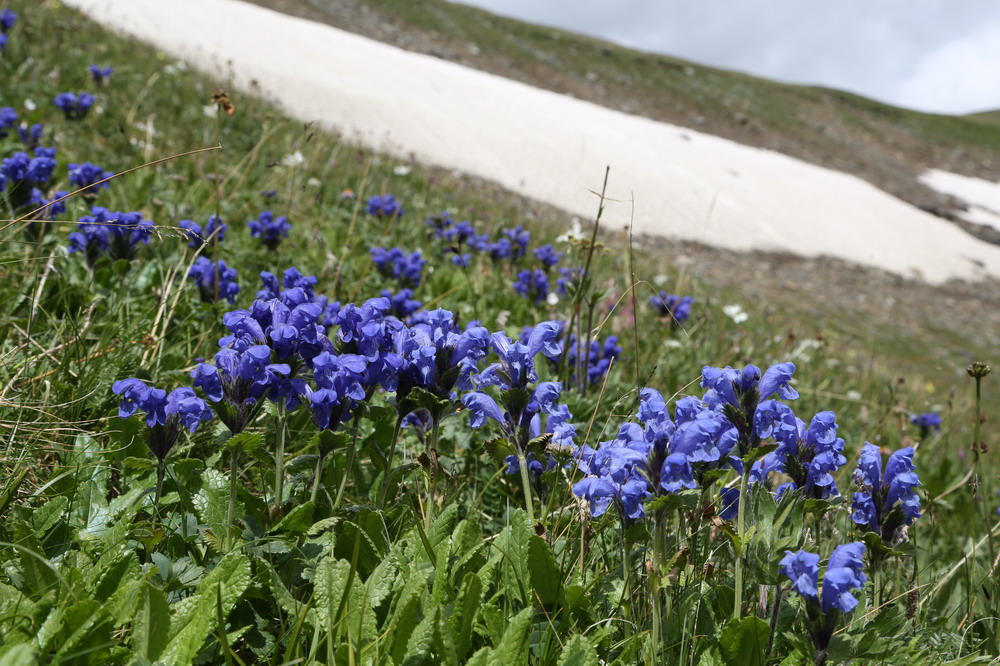 015_flowers.JPG