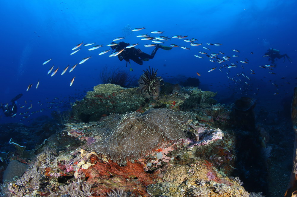 020_reef.jpg