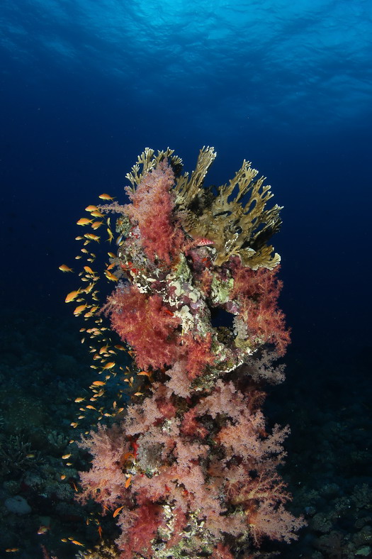 coral.jpg